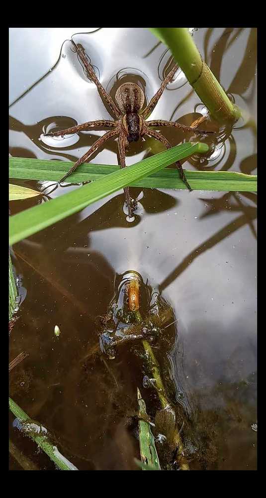 Photograph by Любовь Шаврина