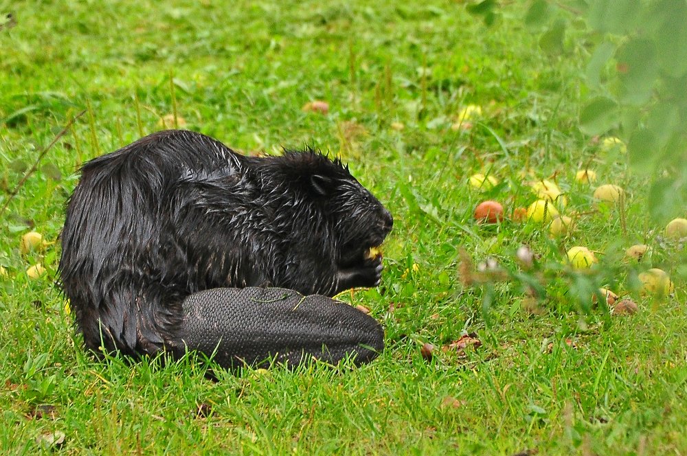 Фотография автора Антип