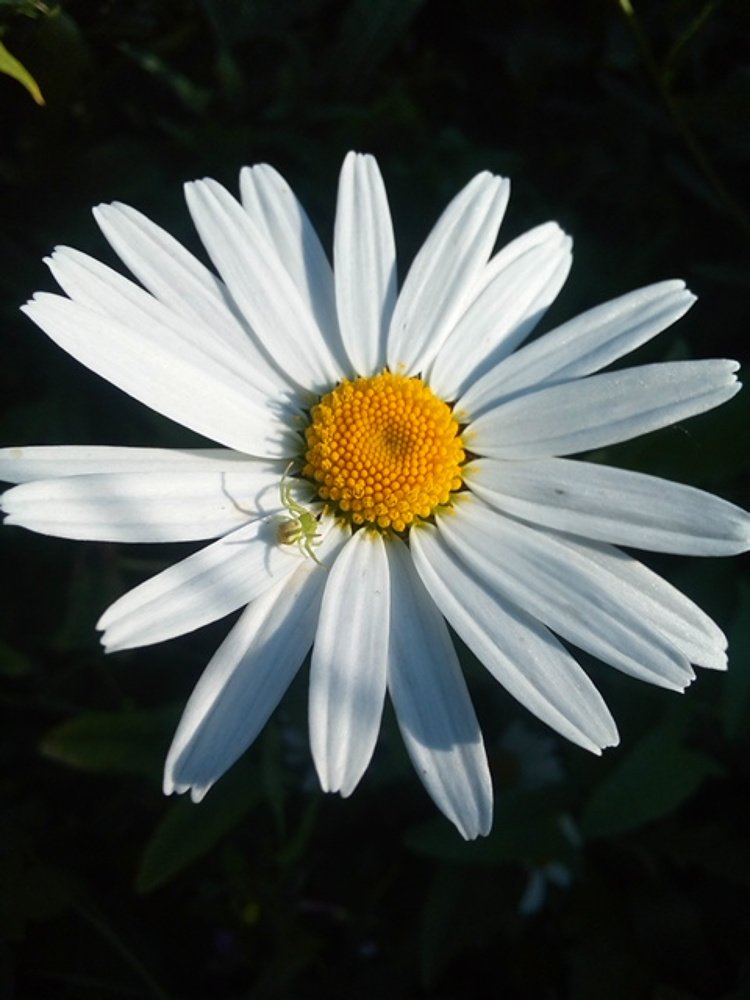 Photograph by Ирина