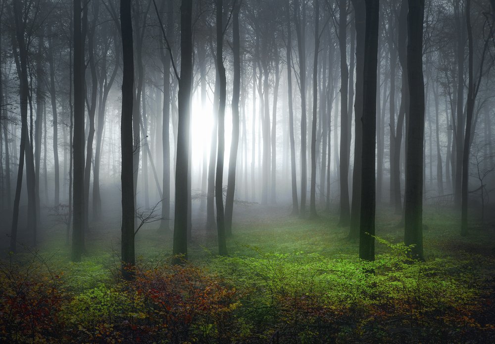 mystical forest
