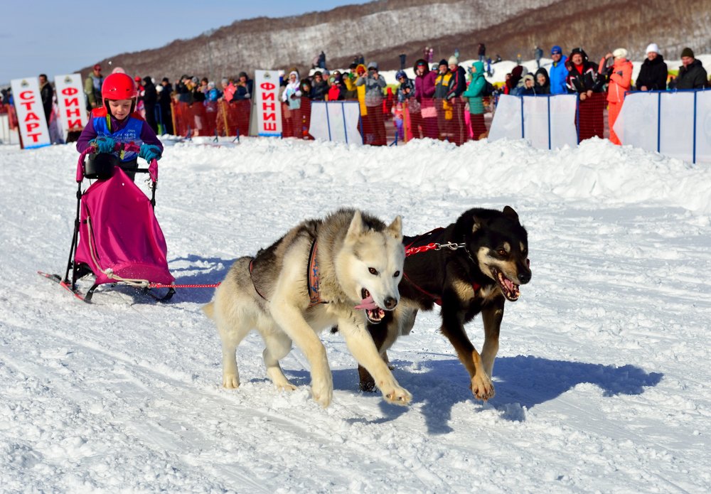 Маленькая повелительница огромных псов.