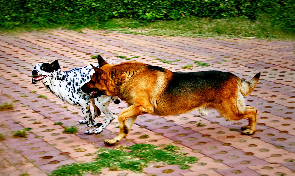 Photograph by Shibram Nag