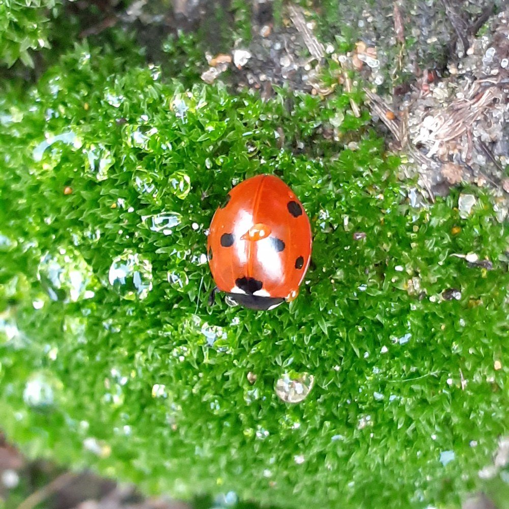 Photograph by Алсу Гиматова