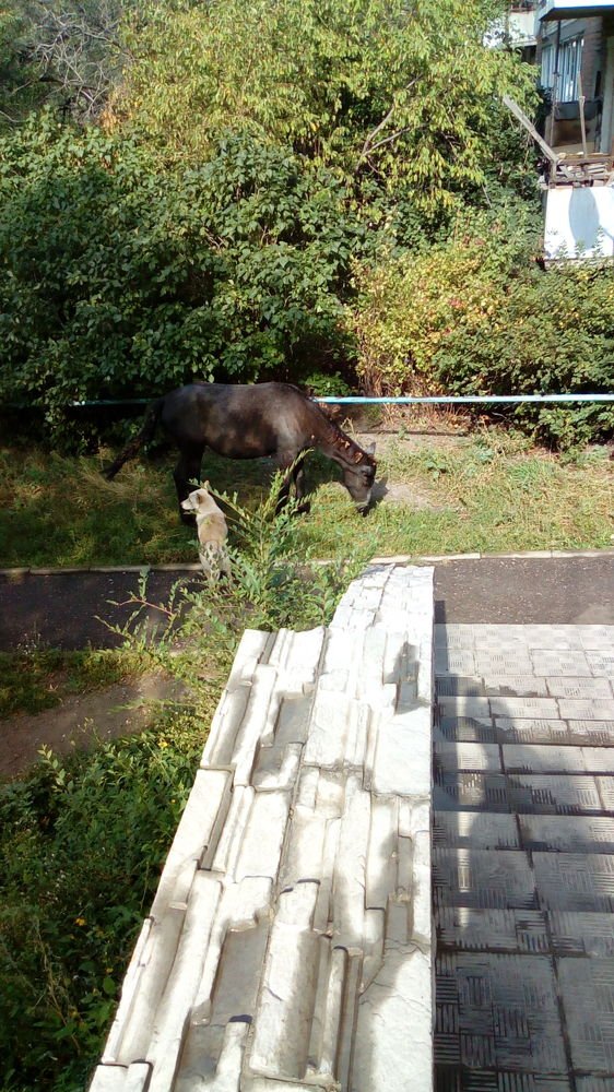 Фотография автора Светлана Стецова