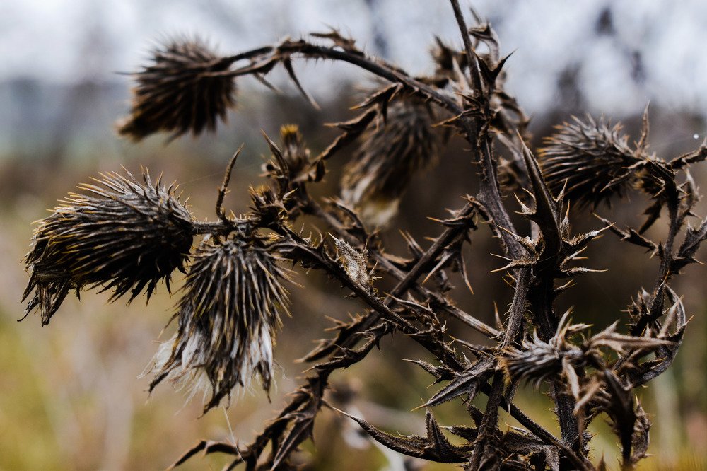 Donkey thorn
