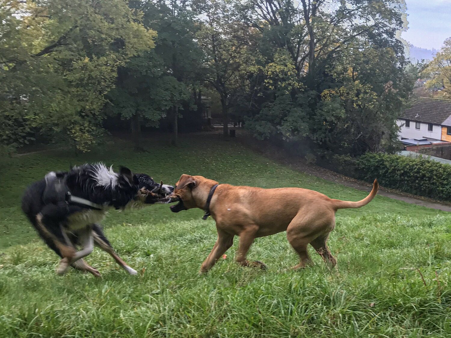 Tug of stick!