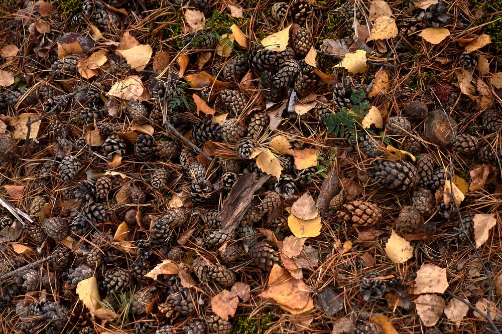 Осенний ковёр