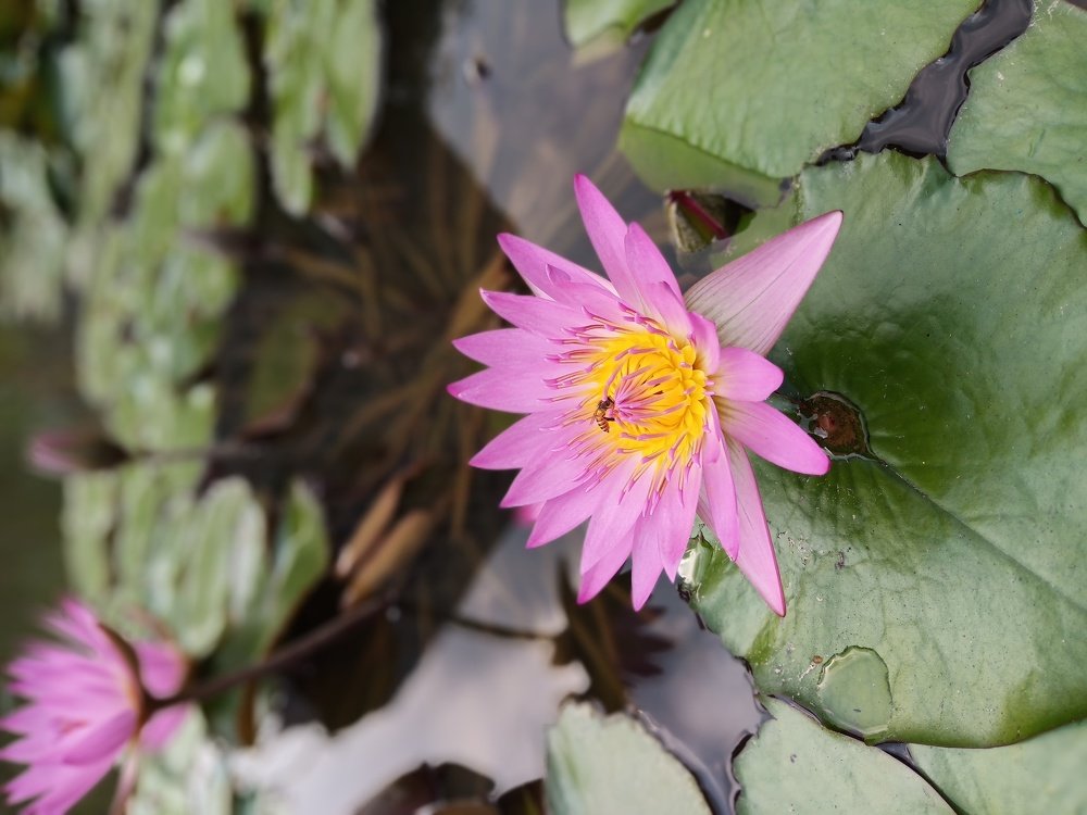 The Bee on a Water Lily