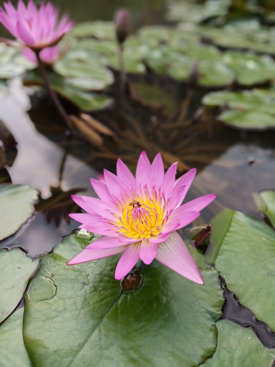 The Bee on a Water Lily
