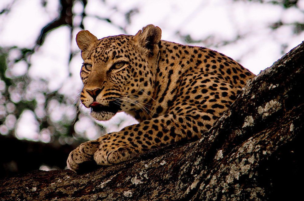 Photograph by Lev Prilutsky