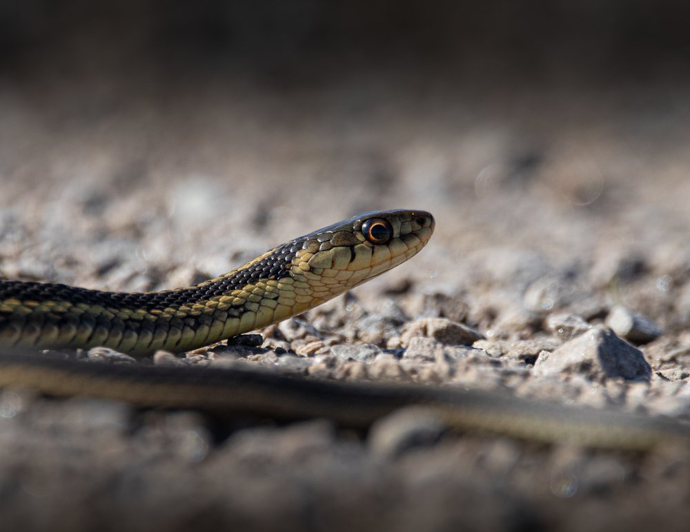 Photograph by JAMES BAILEY