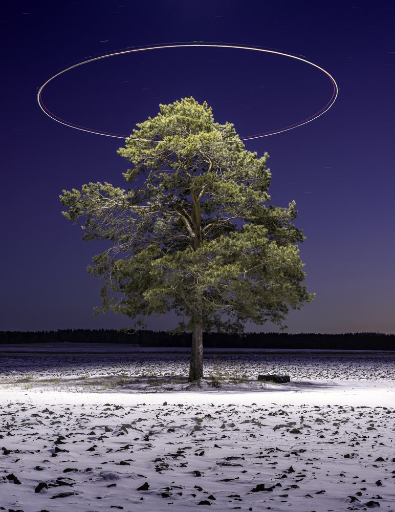 Сибирский лес / Siberian wood