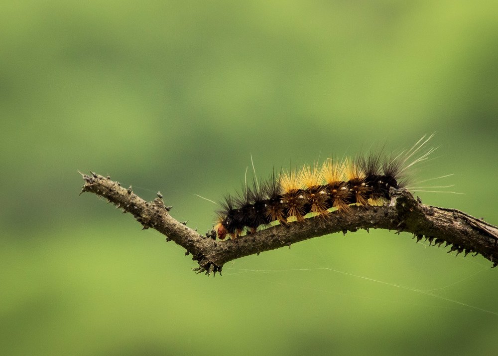 Adventures of the Caterpillar