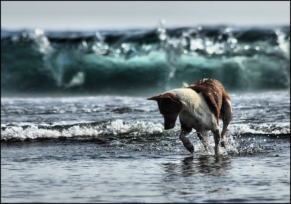 running away from waves