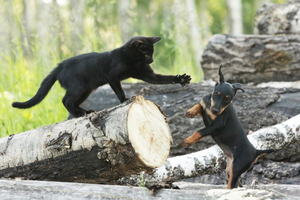 Кошачьи - собачьи разборки