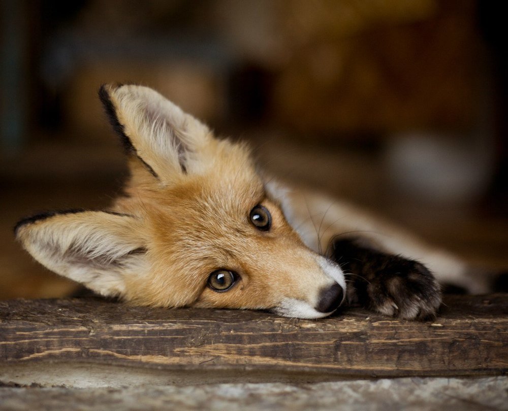 Лисьи глаза