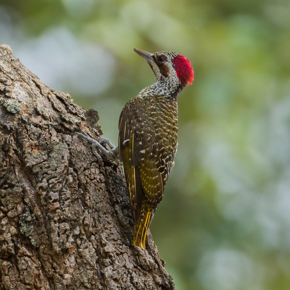 Замбийский дятел