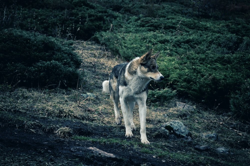 Photograph by Куба Тагайбеков