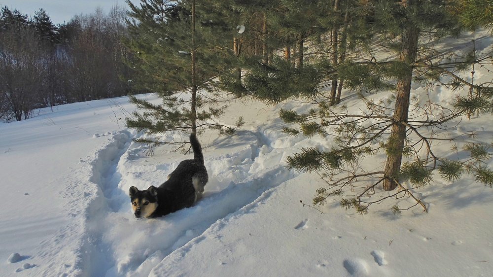 Photograph by Михаил Никитин