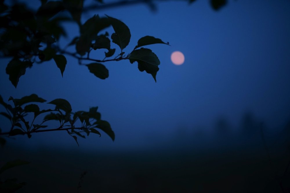 Photograph by Наталья Попова