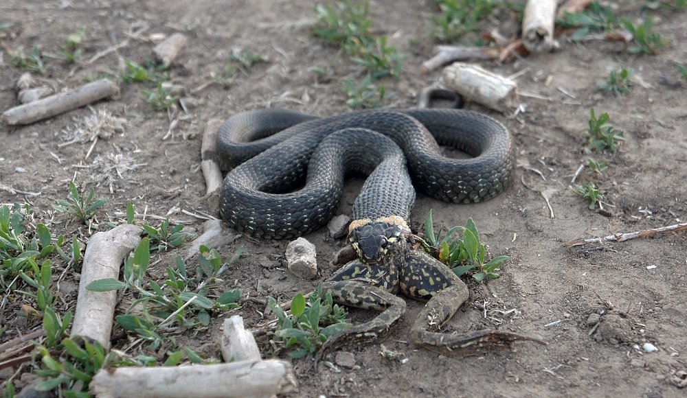 Photograph by Валерий Зарайсько