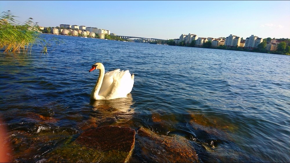 Photo #3904051