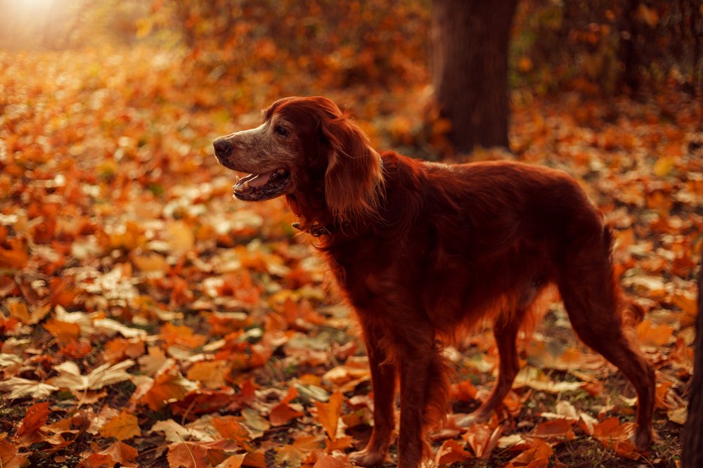 Фотография автора natalia parvan