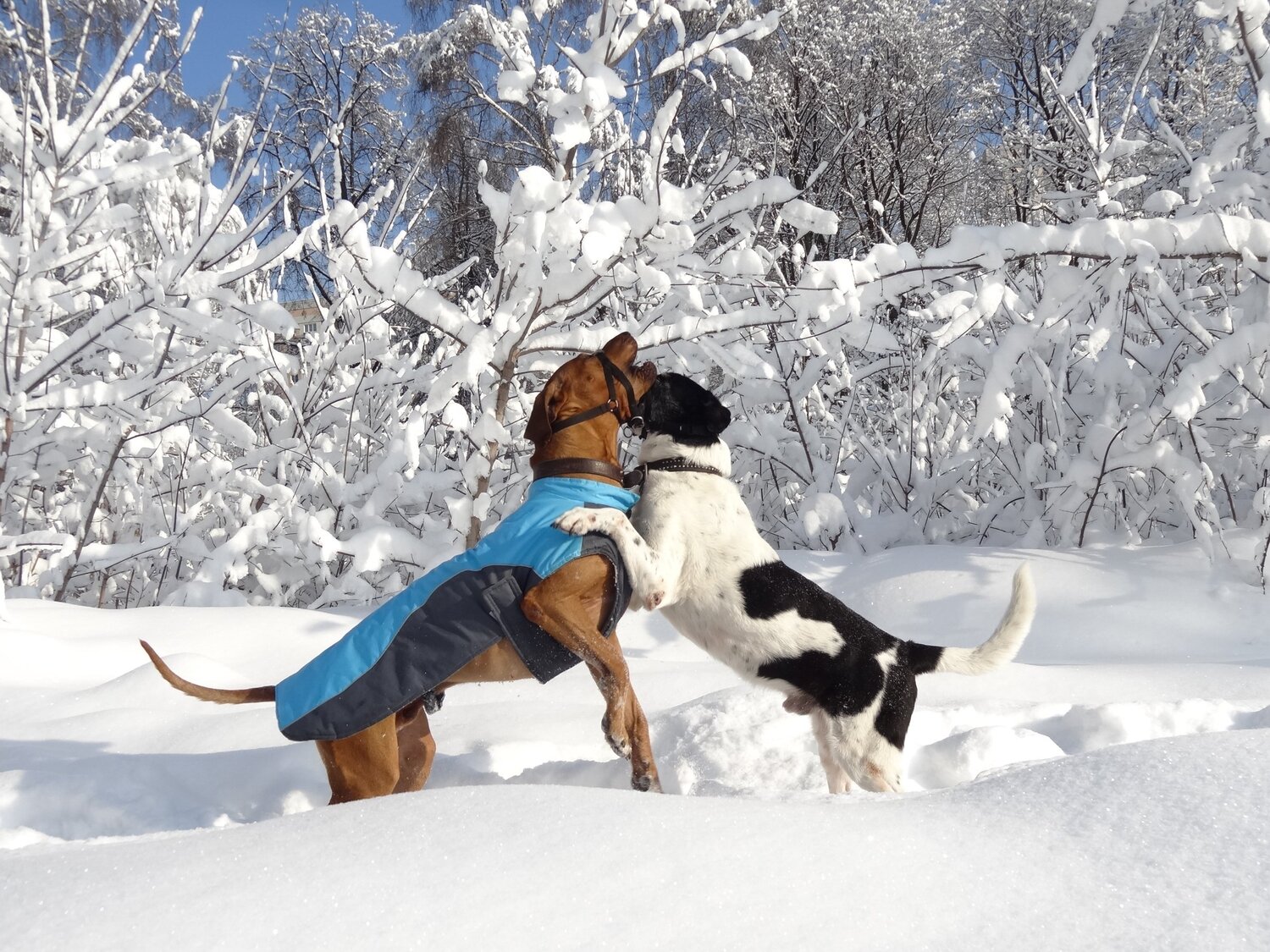 Photo #3904334