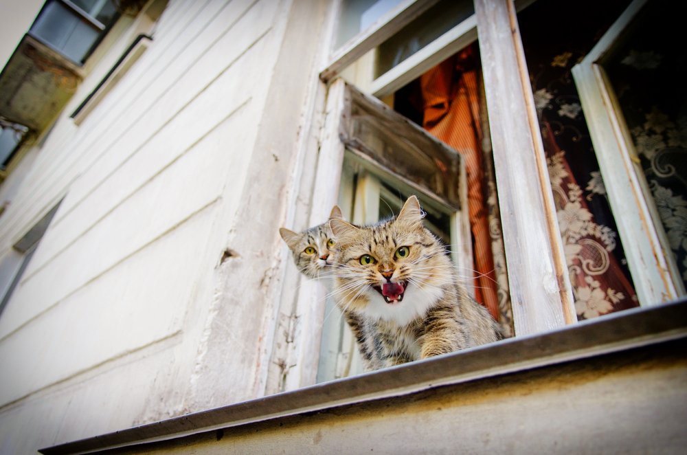 Я и моя тень