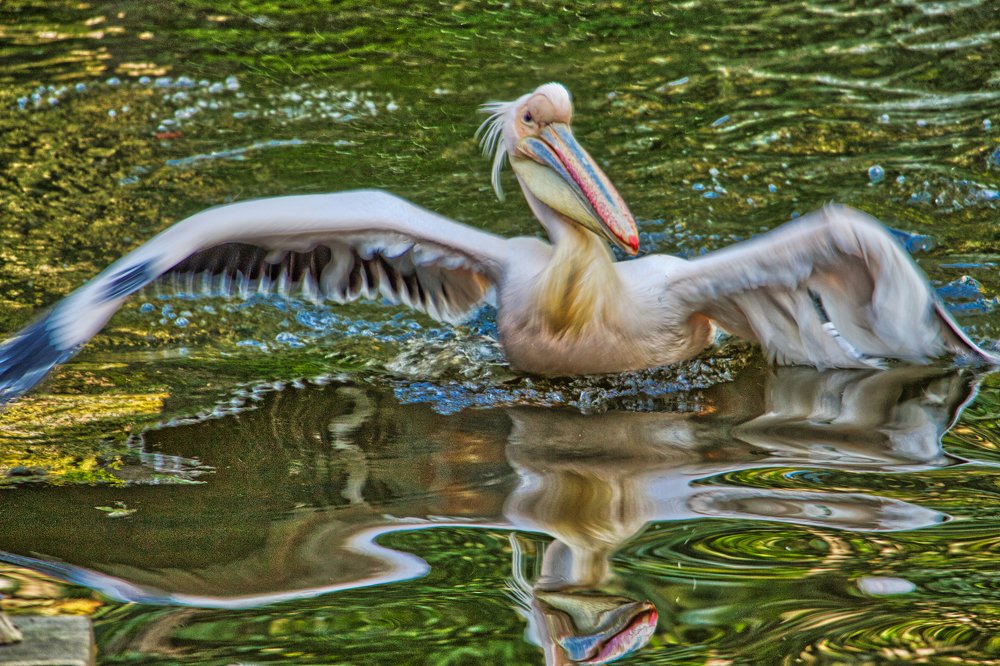 Радужный пеликан.