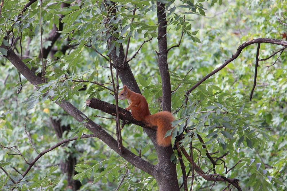 Белка песенки поёт,да орешки всё грызёт.