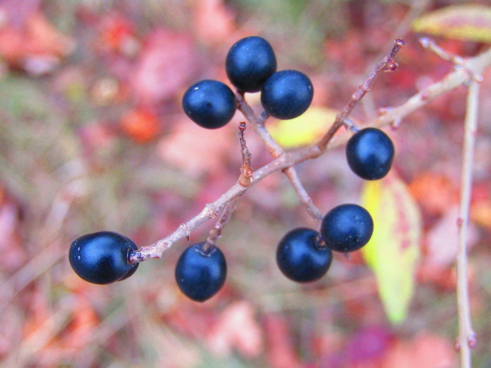 Photograph by Darko Milojevic