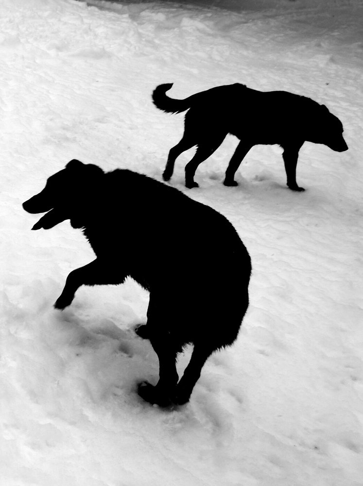 Photograph by Диана Арье