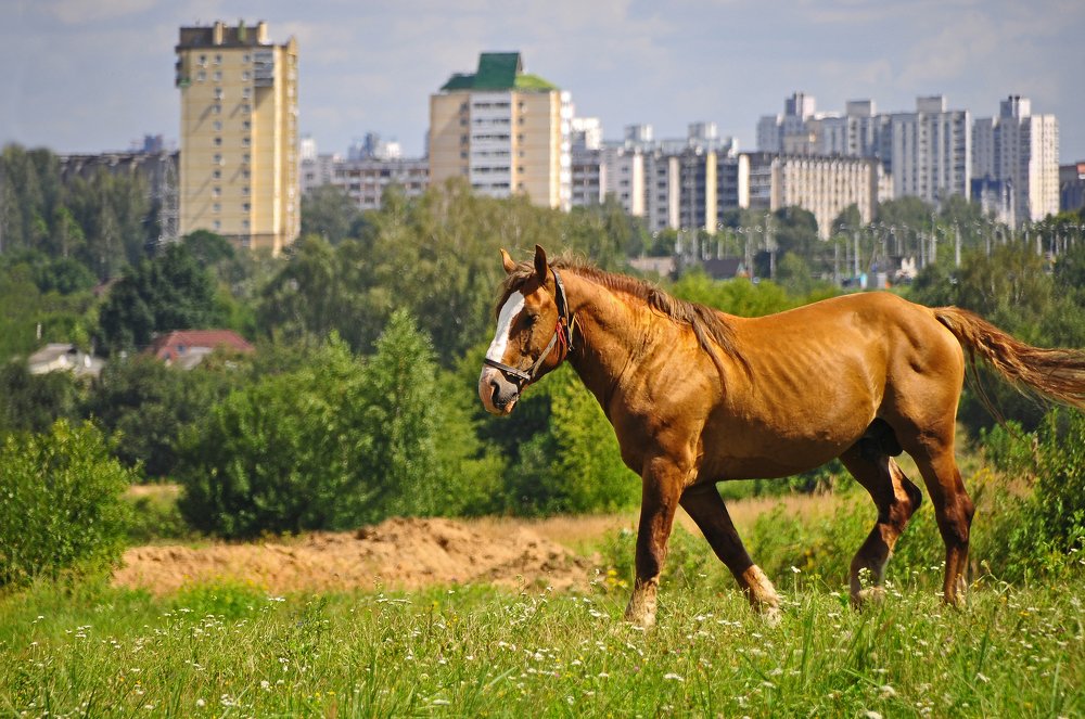 Фотография автора Антип