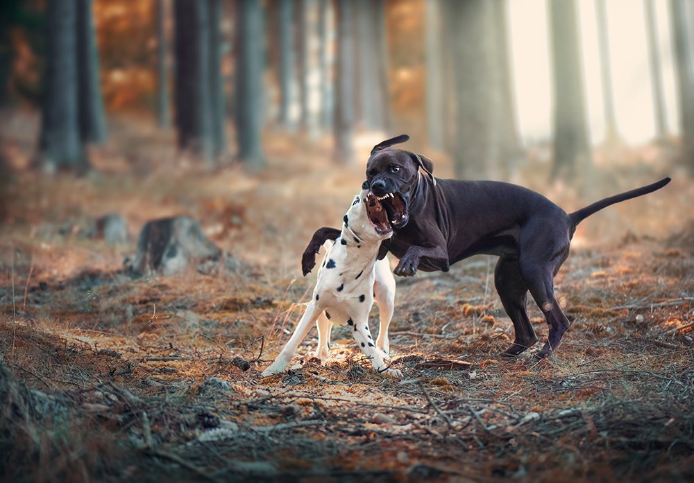 Photograph by Alena Trojanovičová