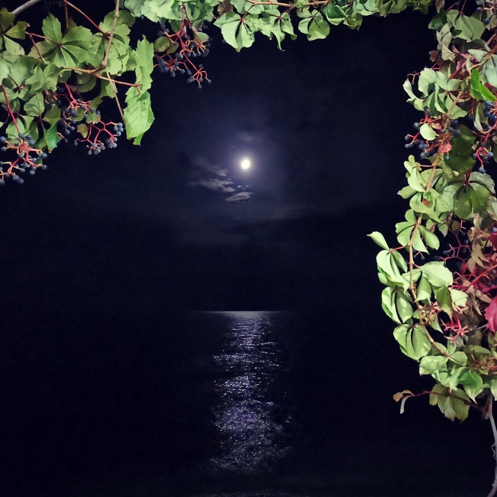 Photograph by Ольга Смагаринская