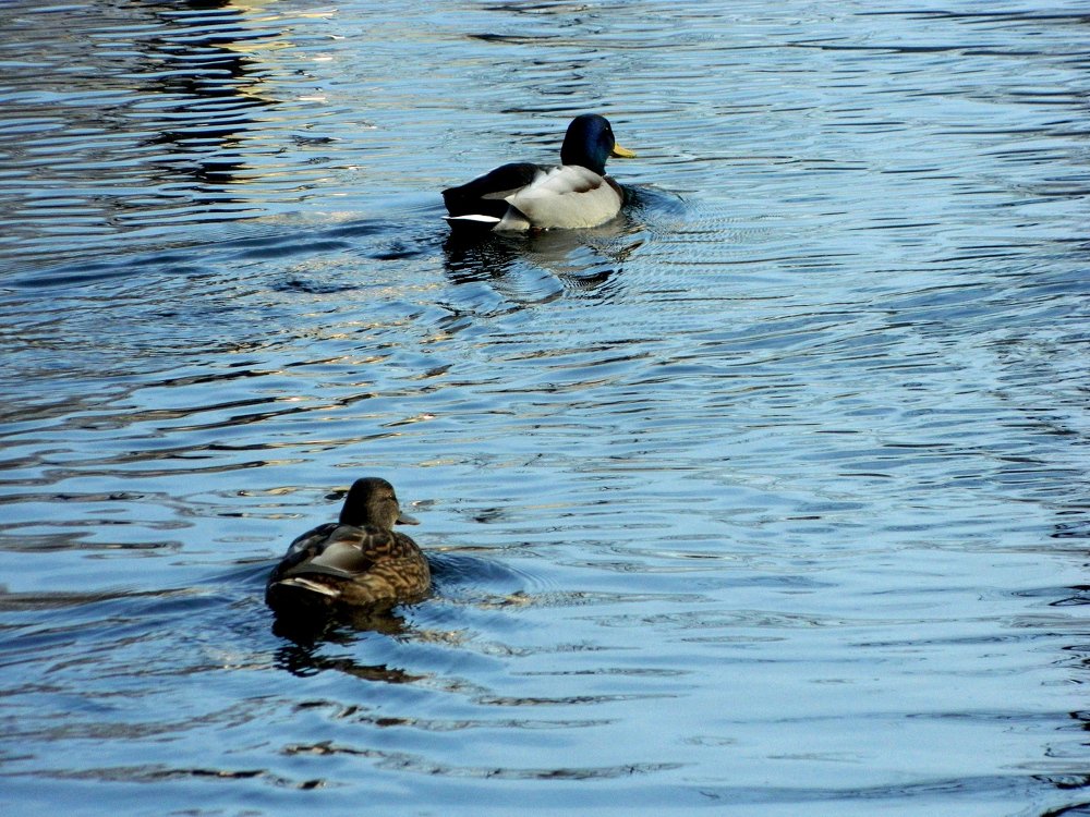 Photograph by Сергей Рапопорт