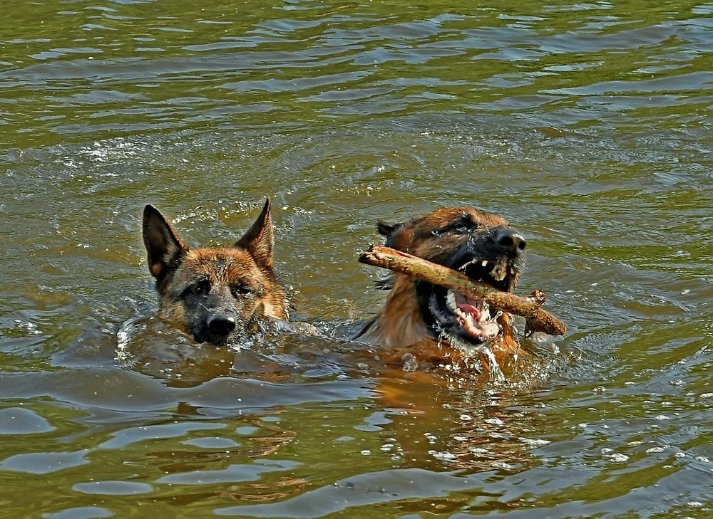 Тузик и Бобик