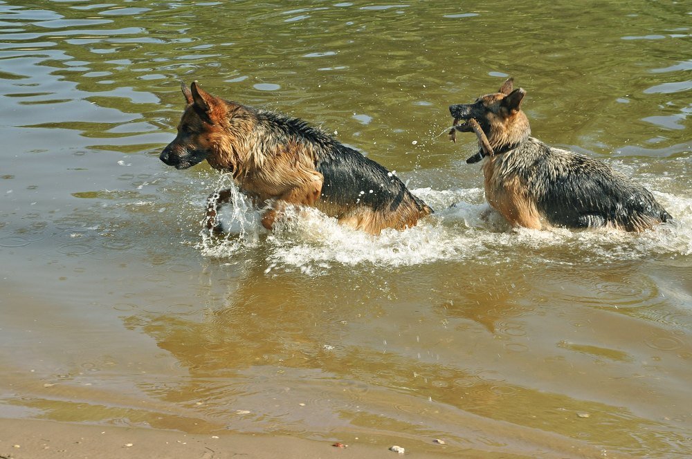 Тузик и Бобик