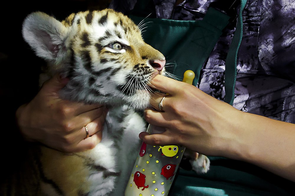 Палец в рот не клади! Откушу по самый локоть!