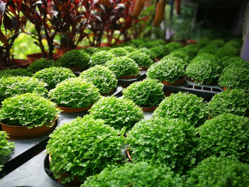 Фотография автора Nik Usamah Nik Zainuldin