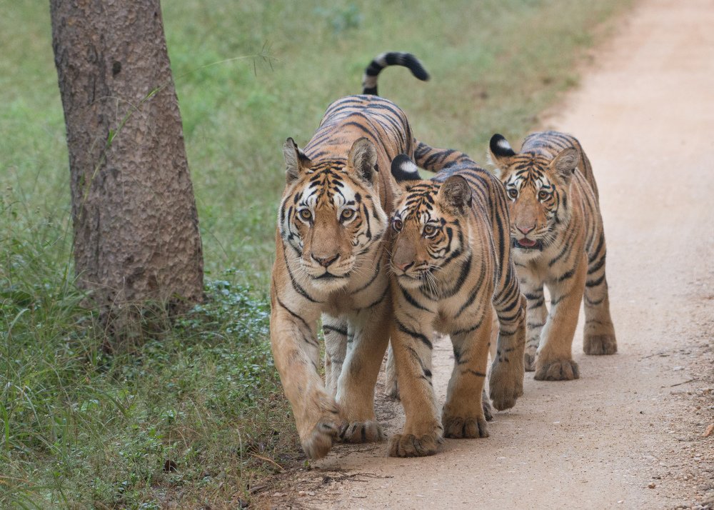 Photograph by Sunil Manikkath