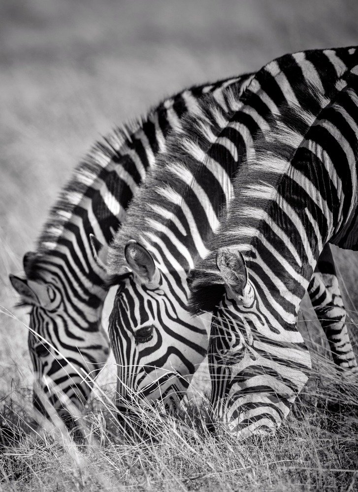 Photograph by Lucky Mokgatle