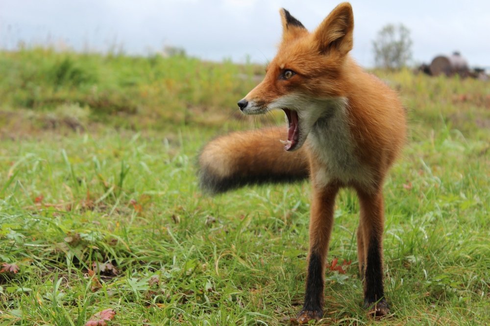 Неподдельные эмоции