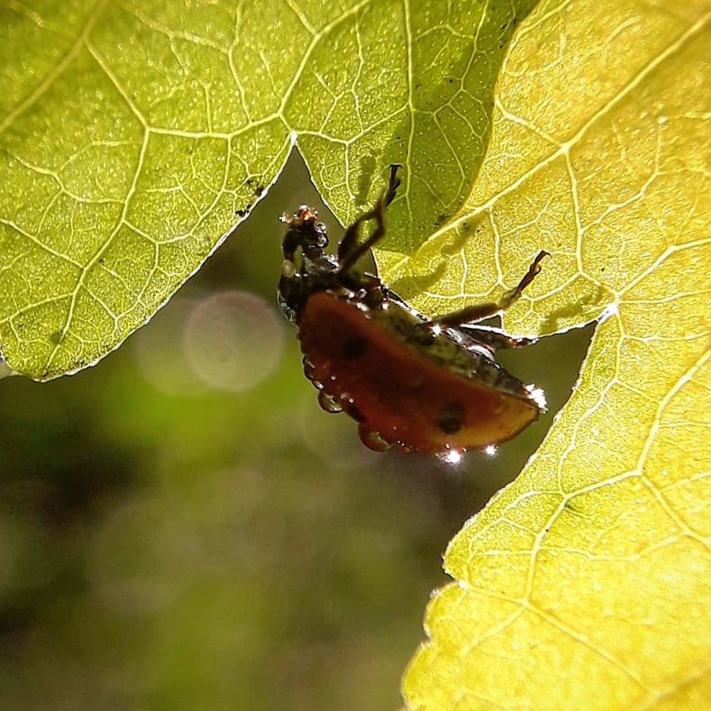 Photograph by Оксана Кочубеева