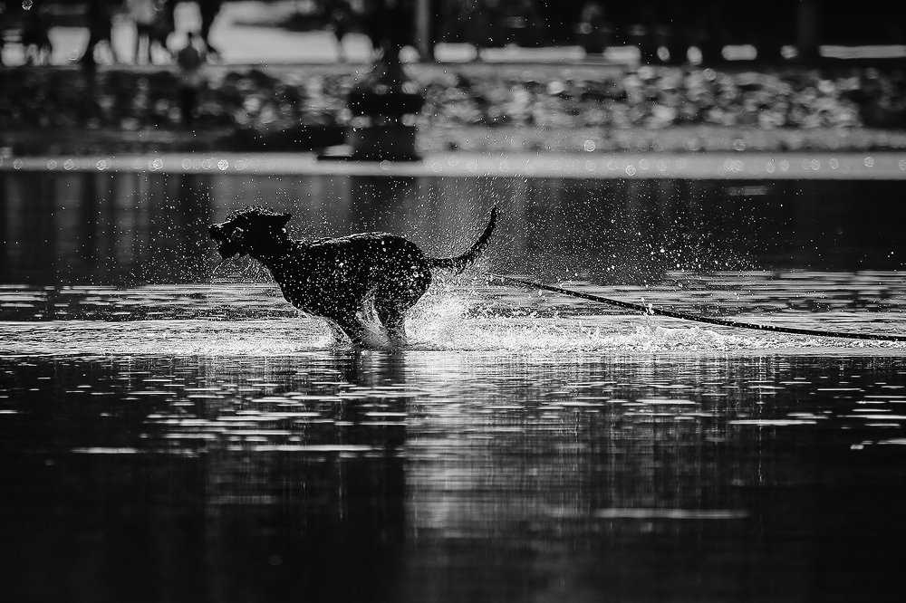 Photograph by ირაკლი დოლიძე