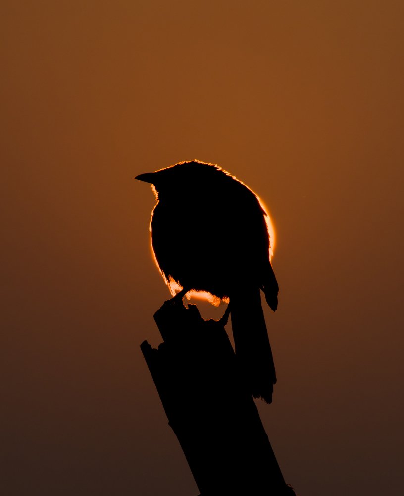 Фотография автора Shivam Sharma