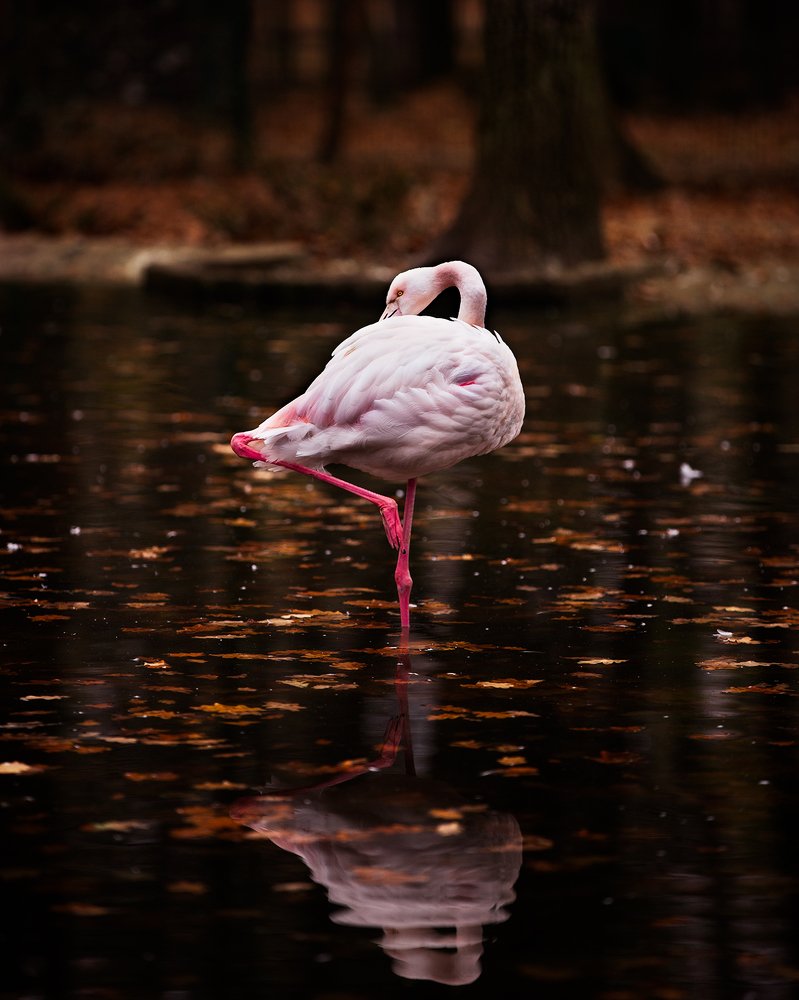 Photograph by Ольга Дзюба