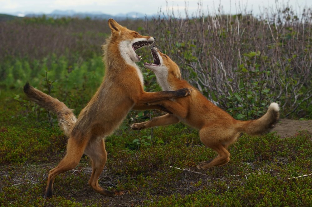 Photograph by Нина Ким