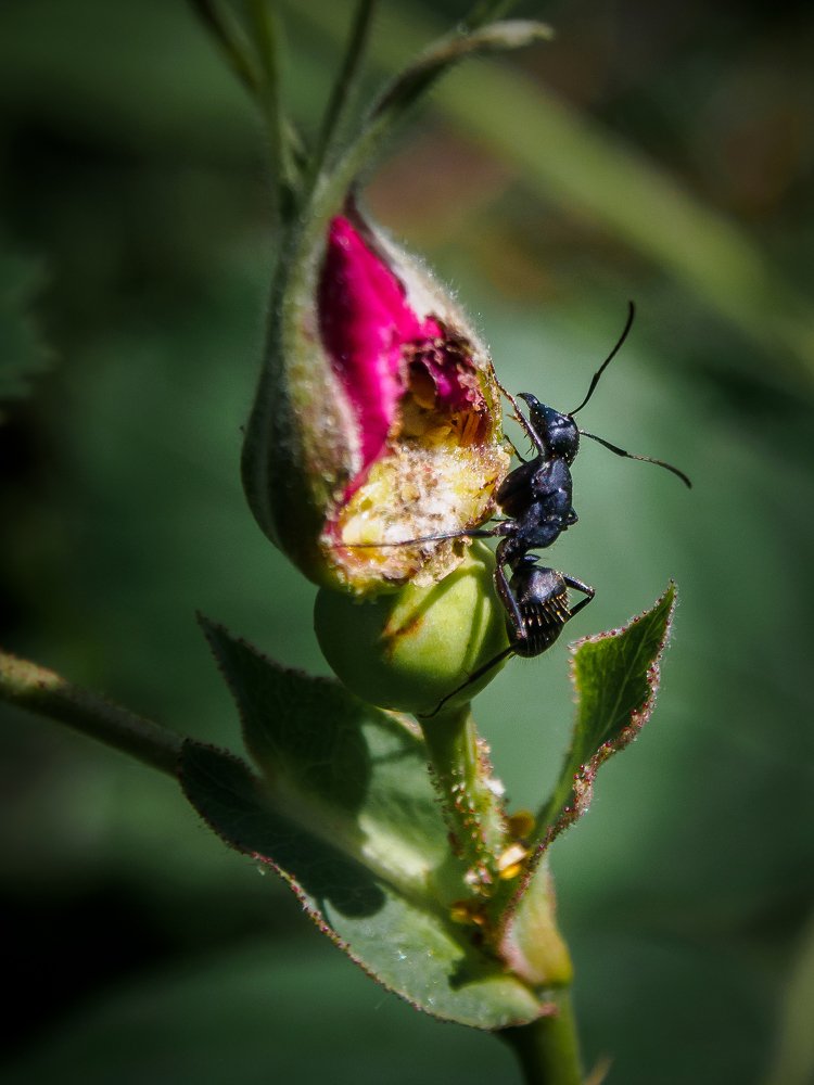 Photograph by Сергей Жарков